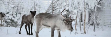 Kiruna